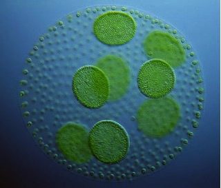 algae_biofuel